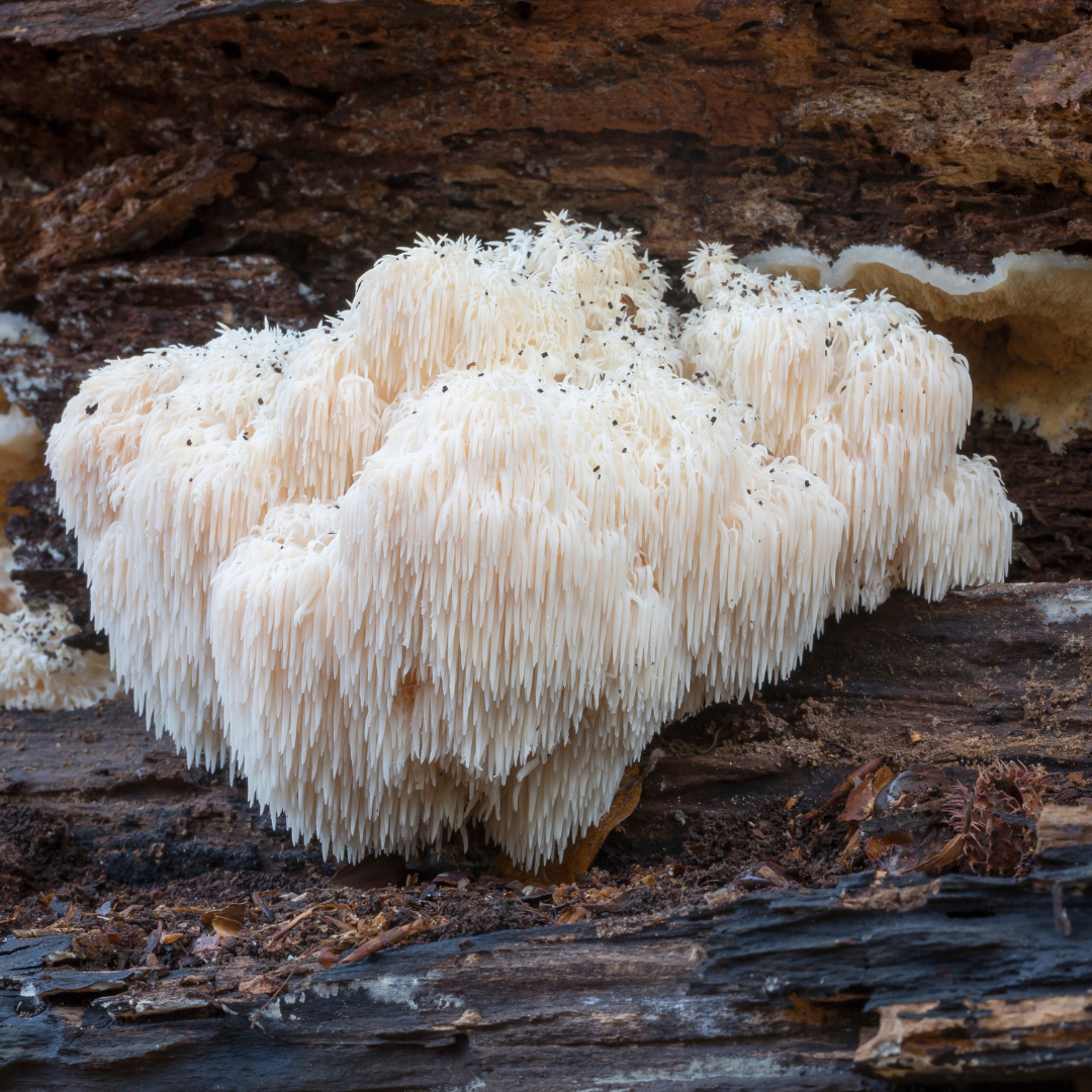 Lion's Mane mushroom